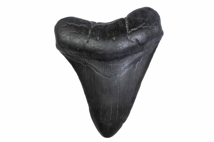 Fossil Megalodon Tooth - South Carolina #371809